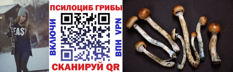 Галлюциногенные грибы Psilocybine cubensis Порхов